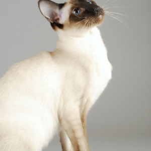 siamese kleuren welke kleuren kunnen siamese katten zijn